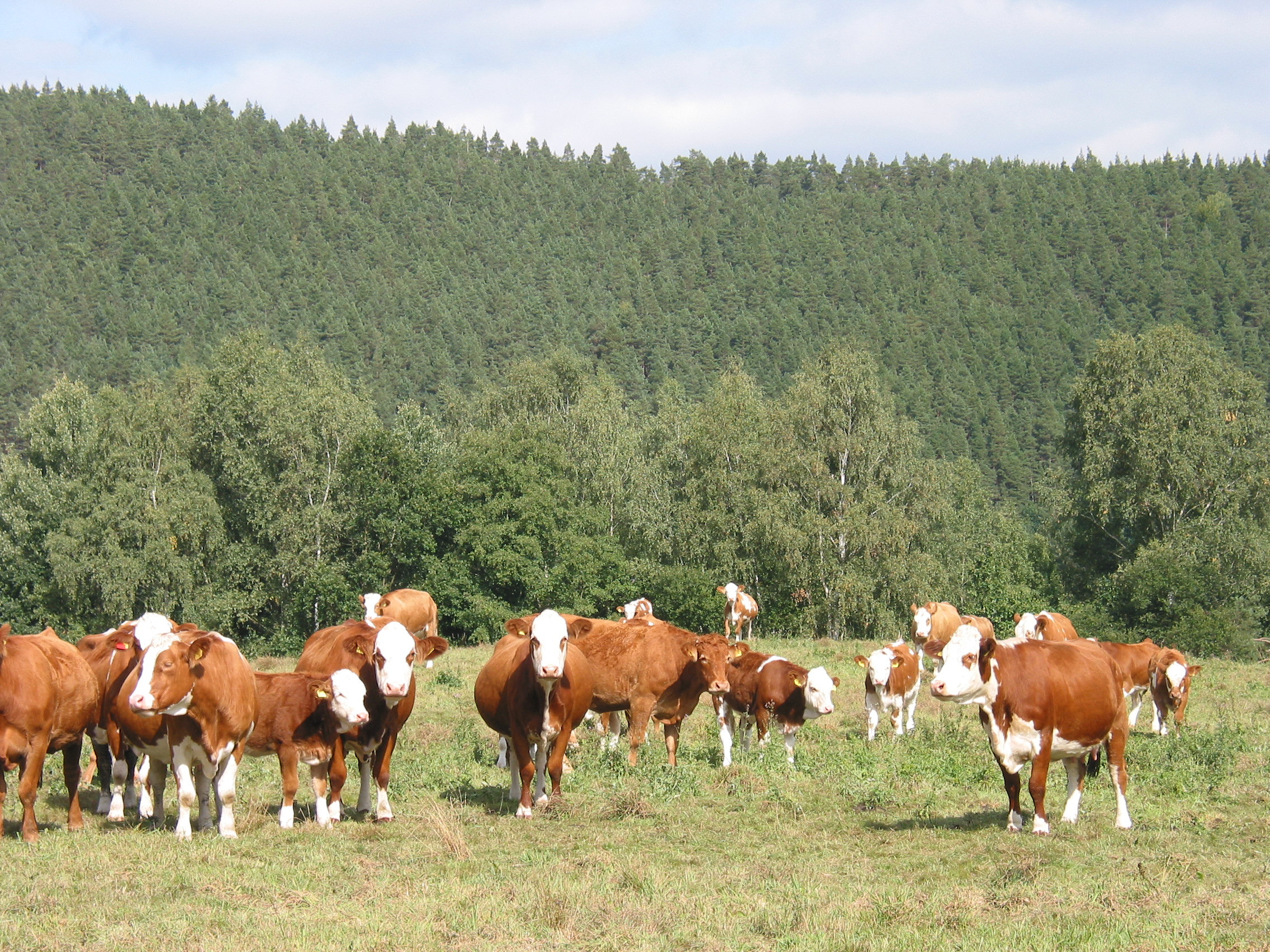 Kühe im Rottenbachtal